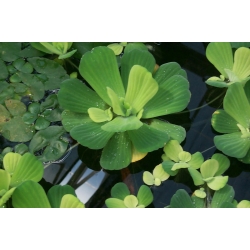 pistia stratiotes - su salatası çiçeği pistia stratiotes - su salatası çiçeği